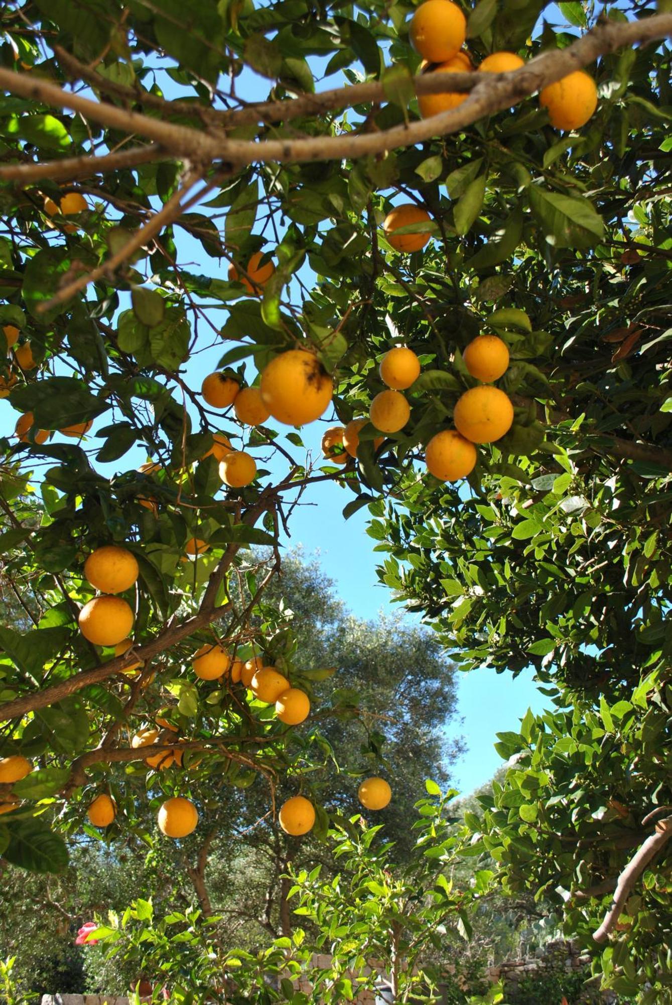 Il Giardino Di Tatiana Rooms & Breakfast La Maddalena  Habitación foto